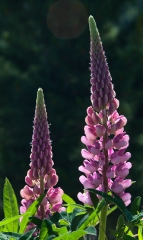 lupin-in-arolla_1