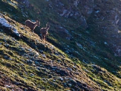 mountain-goats