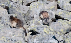 03fat-marmots