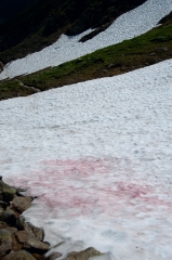 10red-fungus-on-snow