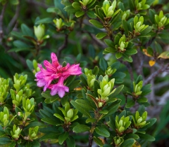 14rhodedendron-blossum