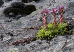 32alpine-succulents-2