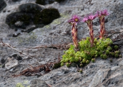 32alpine-succulents-2