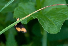 36orange-and-black-butterfly