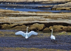 European geese