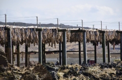 cod drying detail