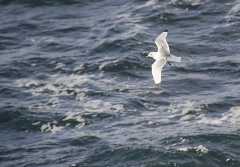 gull blacktipped wings