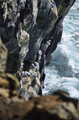 kittiwakes mostly