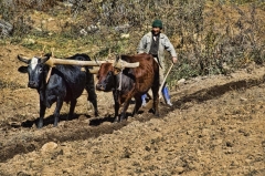 traditional plowing at Kencho's farm