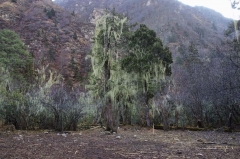 Old Man's Beard