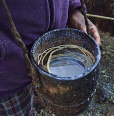 fresh yak milk in bucket with reeds