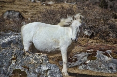 one of the nicer looking horses we saw