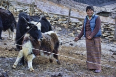 yak wrangler