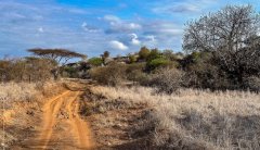 ⁨Tsavo-West-National-Park⁩-101