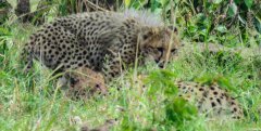 20220929-Cheeta-cubs