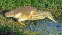 African-bittern-53