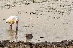 African-spoonbill-35