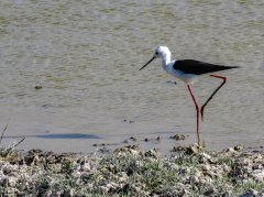 Black-winged-stilt-43