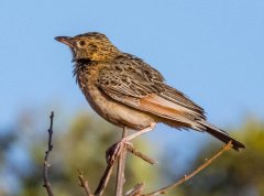 Flappet-lark-120