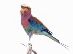 Kenyas-national-bird-86