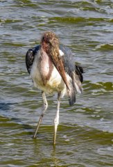 Marabou-stork-ugliest-bird-48
