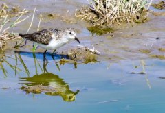 Marsh-sandpiper-73