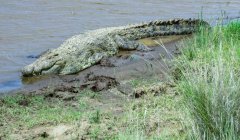Nile-crocodile-19-22-mph-15