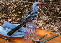 Northern-red-billed-hornbill-136