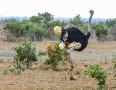 Somali-ostrich-109