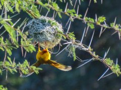 Taveta-weaver-58