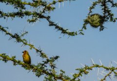 Taveta-weaver-with-nest-68