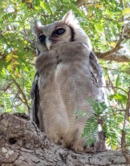 Verreauxs-eagle-owl-110