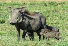 Warthog-7