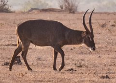 Waterbuck-119