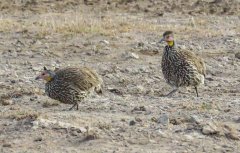 Yelloe-necked-francolin-63