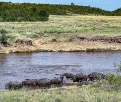 a-bloat-of-malodorous-hippos-14