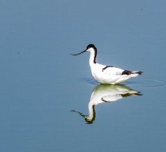 avocet-71