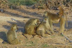 baboon-family-59