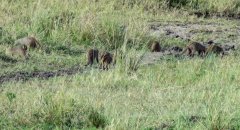 banded-mongoose-13