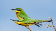 bee-eater-pair-100