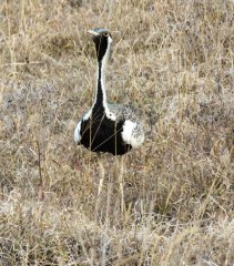 black-bellied-bustard-37