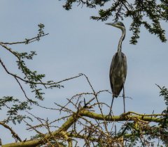 black-headed-heron-29