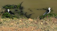 black-winged-stilt-38