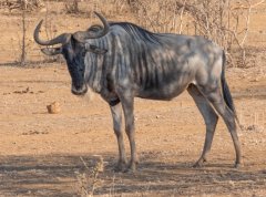 blue-wildebeest-92