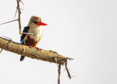 brown-hooded-kingfisher-57