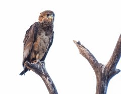 brown-snake-eagle-Bataleur-93