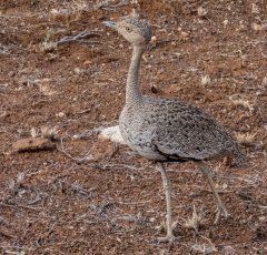 buff-crested-bustard-103