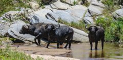 cape-buffalo-4