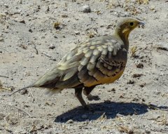 chestnut-bellied-sandgrouse-77