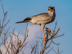 eastern-chanting-goshawk-112